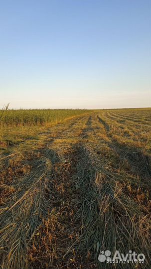 Раализуем сено