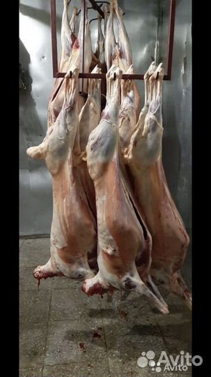 Говядина баранина