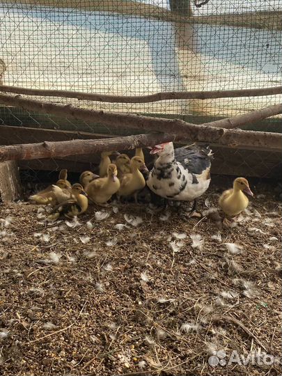 Мускусные утки индоутки индоутята