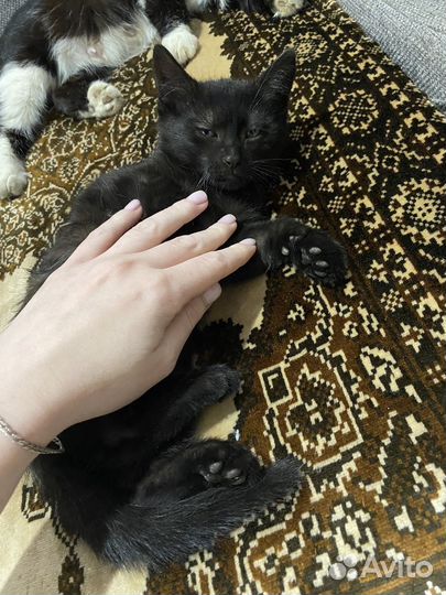 Британские котята шоколадные