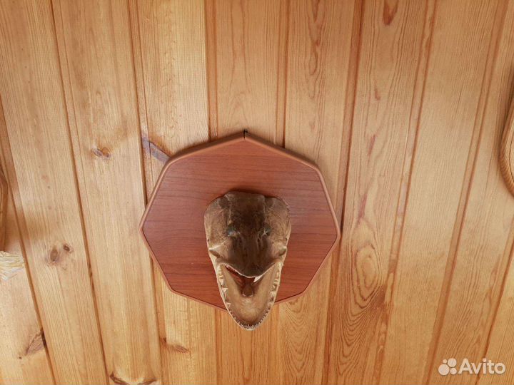 Чучело щуки