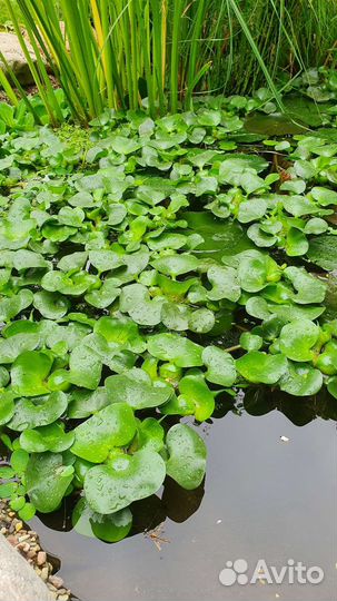 Растение для пруда