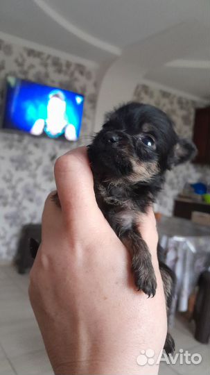 Супер мини йорк