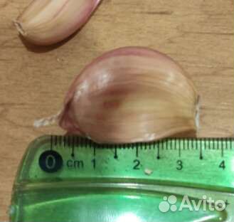 Чеснок яровой