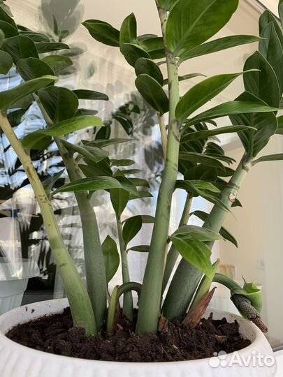 Замиокулькас