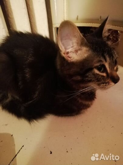 Кот Гоша 2 месяца