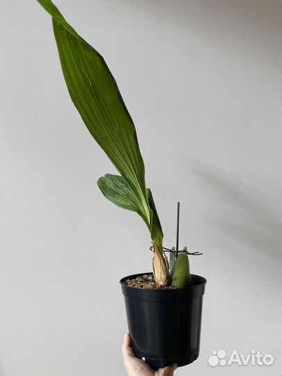 Орхидея Peristeria Albirosa