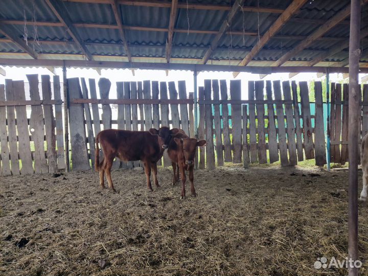 Коровы и бычки