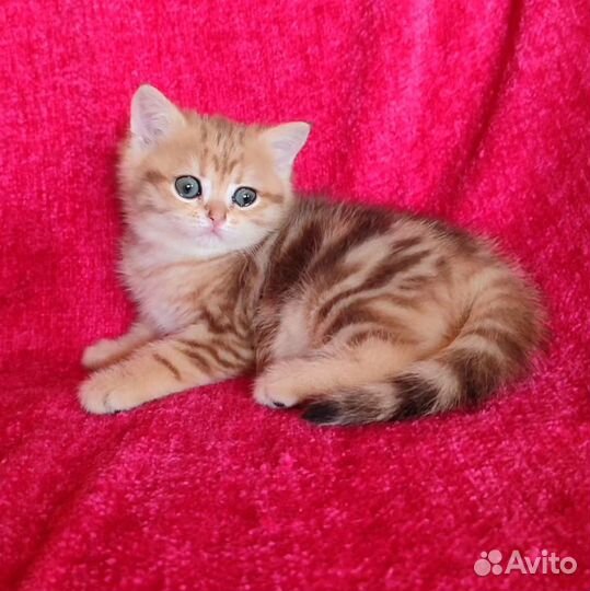 Золотые шубки. Шотландцы