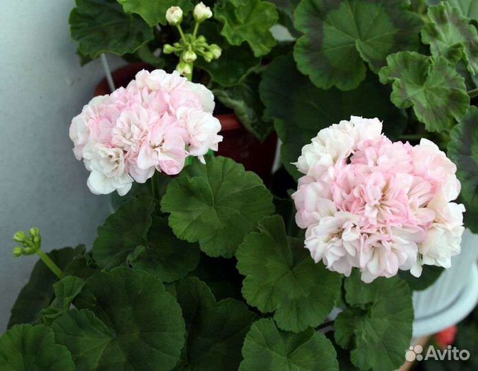 Пеларгонии сортовые