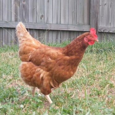 Несушки 11 мес с беспл.доставкой