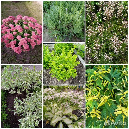 Многолетние неприхотливые садовые растения