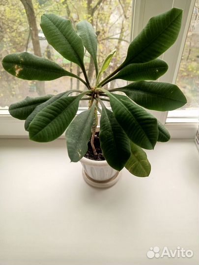 Молочай беложильчатый