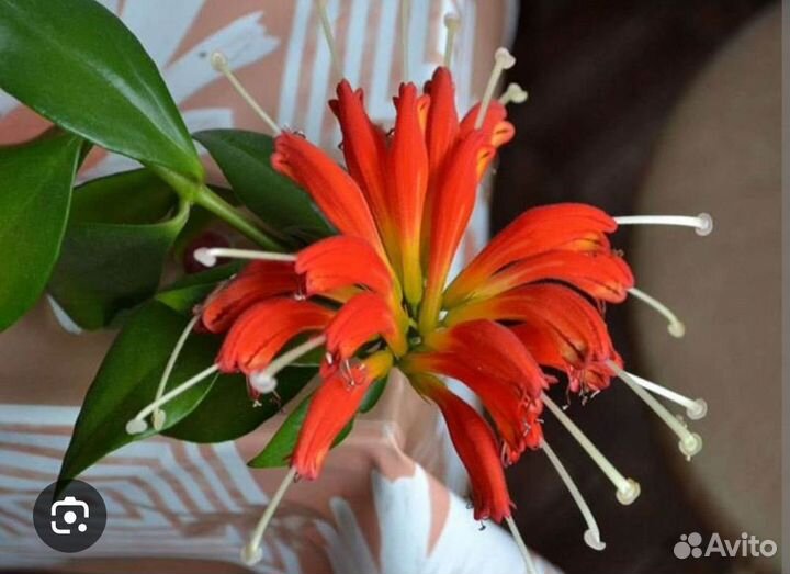 Эсхинантус жар птица