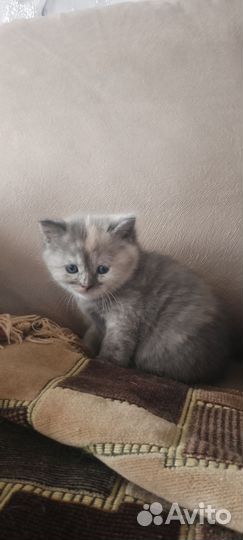 Шотландская вислоухая