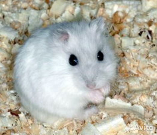 Хомяк с клеткой