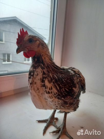 Петушок лакеданзи