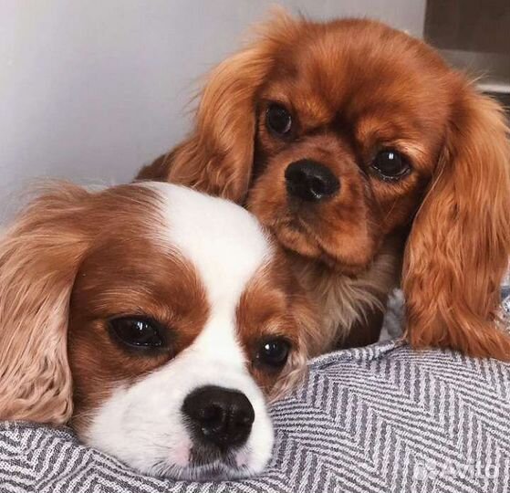 Собачка ккчс, спаниелька мини