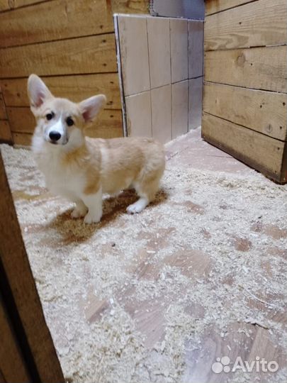 Продаю Вельш Корги Пемброк