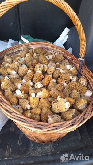 Грибы сморчки (сморчковая шапочка,сушёные и свежие