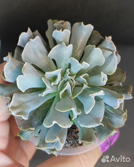 Суккуленты 2