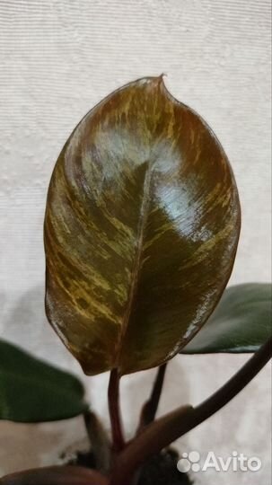 Филодендрон Блэк Кардинал сплеш