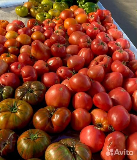 Рассада помидоров, томатов и перцев