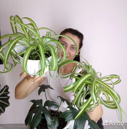 Хлорофитум кудрявый