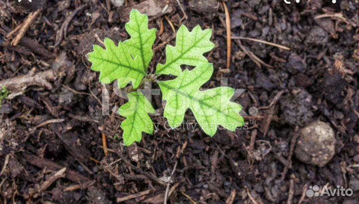 Дуб дерево, растки