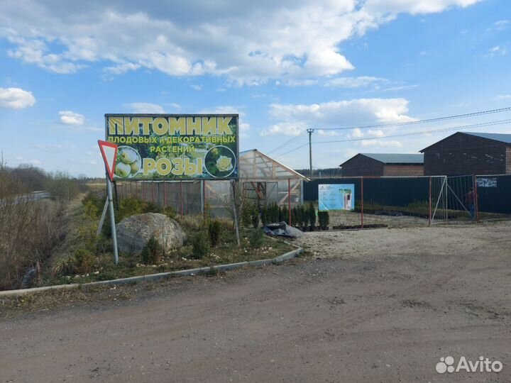 Сирень Сенсация