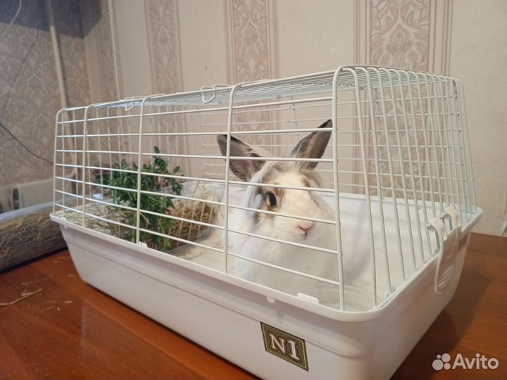 Декоративный кролик с клеткой