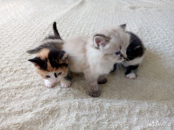 Котята в добрые руки