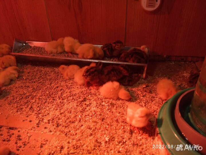 Птенцы перепелов