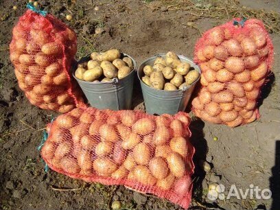 Картофель свойский с бесплатной доставкой