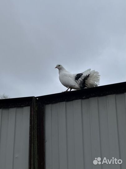 Голуби