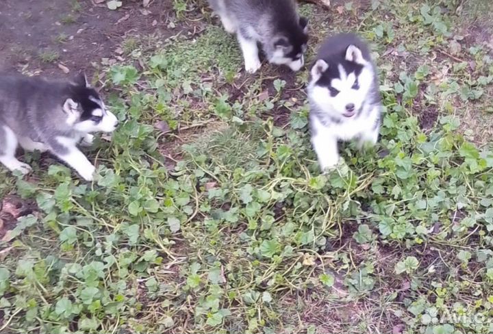 Щенки Хаски девочки