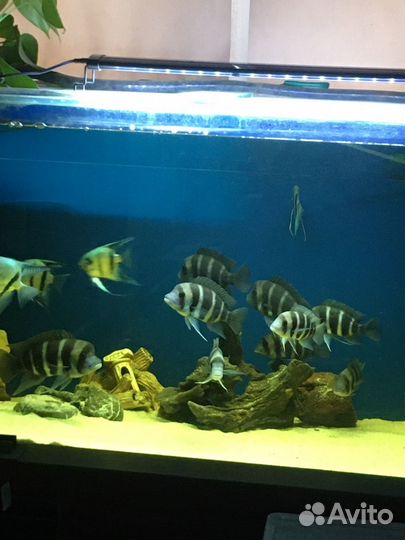 Фронтоза Бурунди