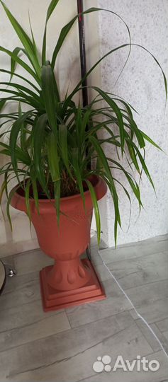 Комнатные цветы панданус