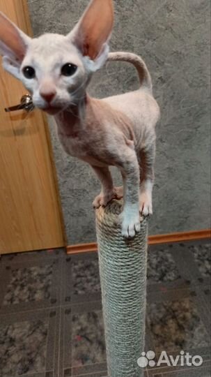 Котята из питомника ориентал, петерболд