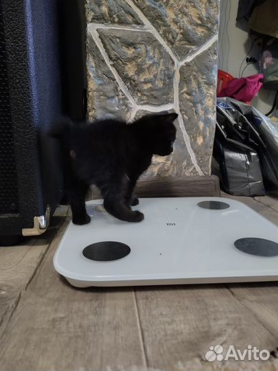 Котята курильский бобтейл