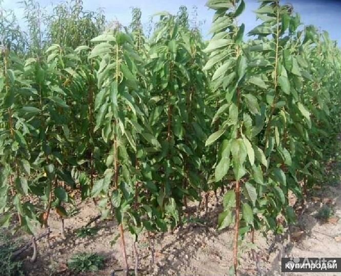 Саженцы черешни