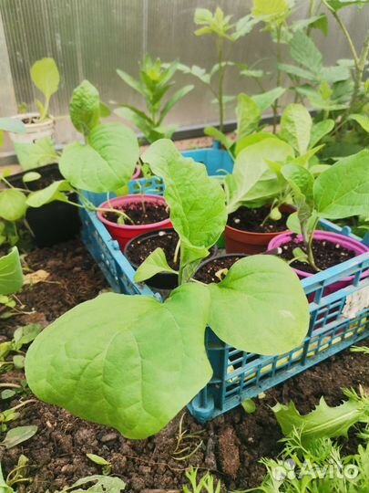 Рассада клубники гигант, малина и ежевика сортовые