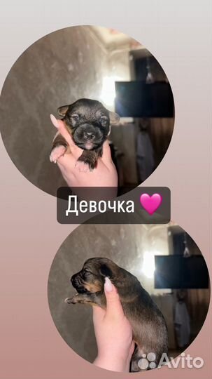 Щенки джек рассел терьер