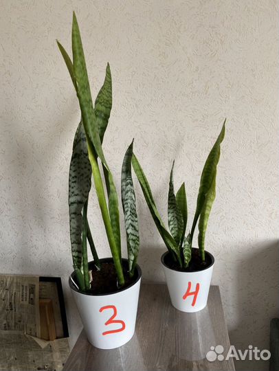 Сансевиерия