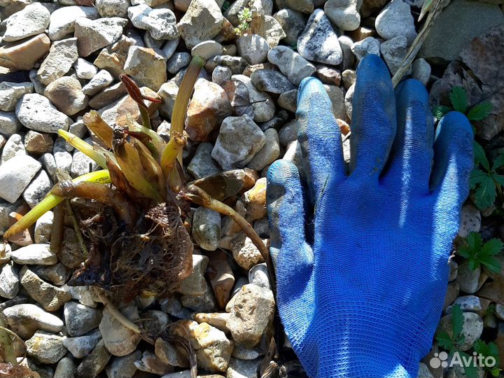 Водная лилия (нимфея)