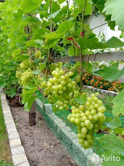 Саженцы винограда