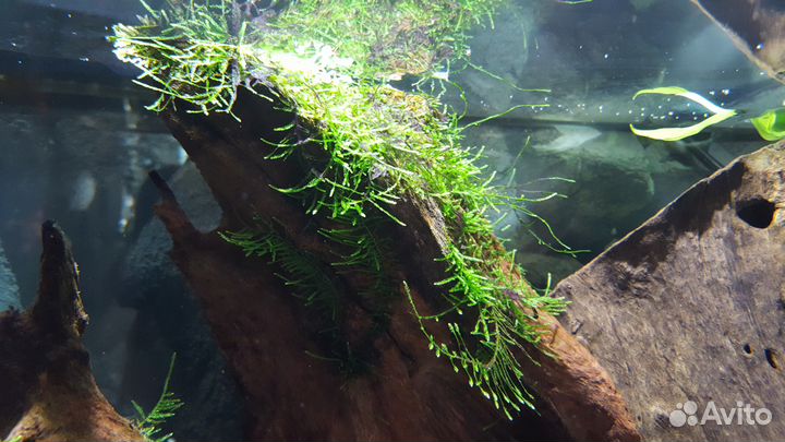 Мох яванский