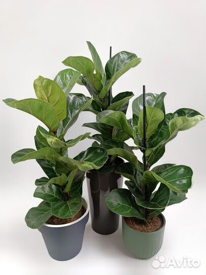 Фикус Лирата Бамбино