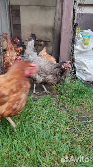 Куры несушки продам