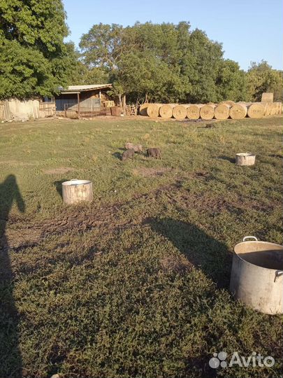 Вьетнамские поросята